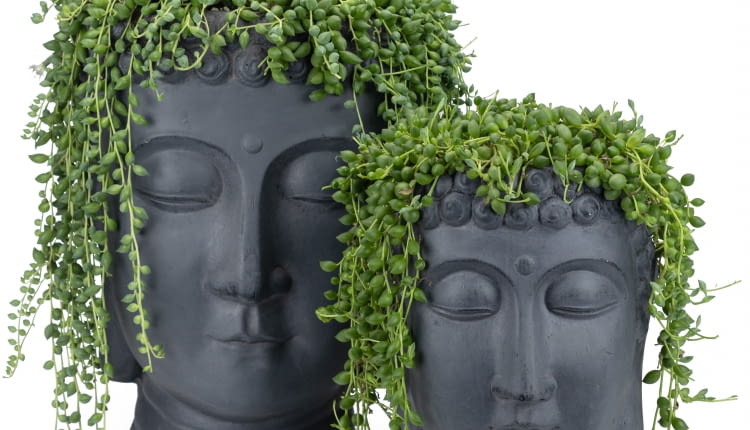 Doniczka twarz, doniczka głowa - oryginalna dekoracja wnętrz