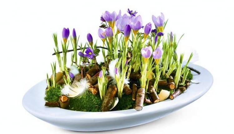 Dekoracje i stroiki wielkanocne. W tej płaskiej misie rosną krokusy i zawilce greckie ozdobione mchem, piórkami i kawałkami gałązek.