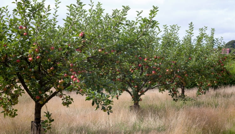 Stara odmiana jabłoni