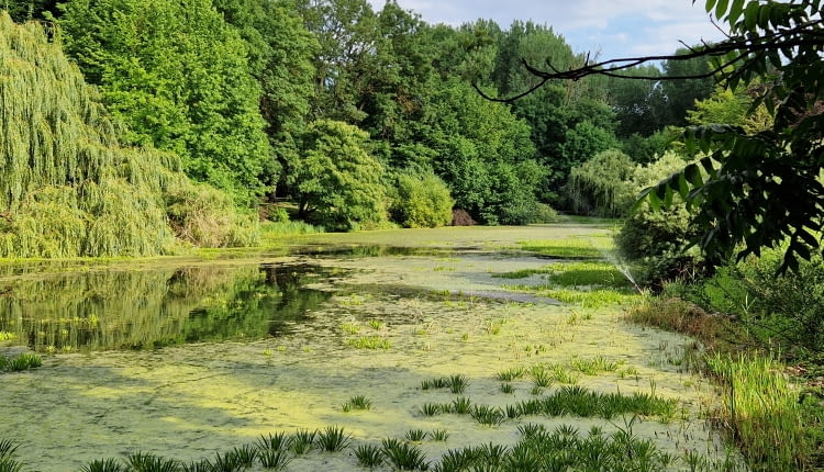 Ogród dendrologiczny w Przelewicach