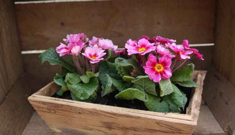 Pierwiosnki w ogrodzie