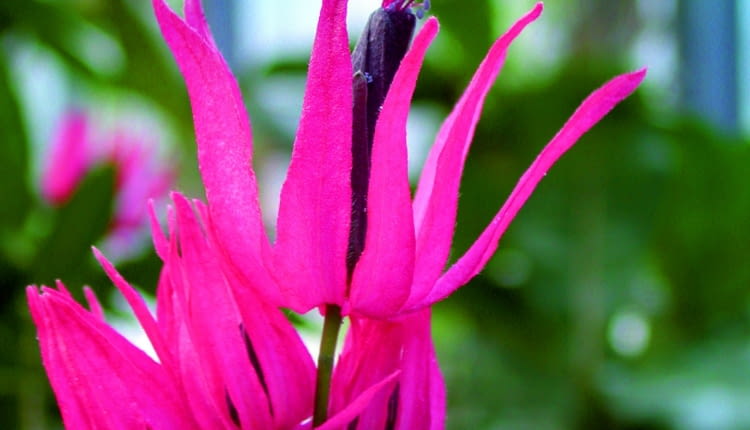 Kwiat pawonii wielokwiatowej zwieńczony jest pięknym pióropuszem pylników.