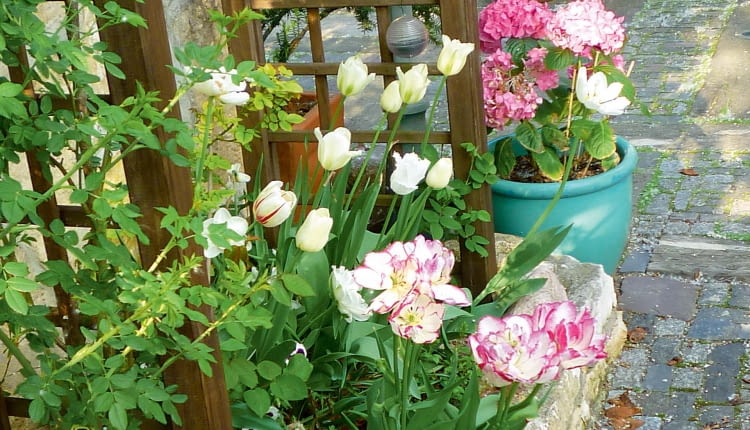 Tulipany, bratki i hortensje w pojemnikach witają gości już od progu.