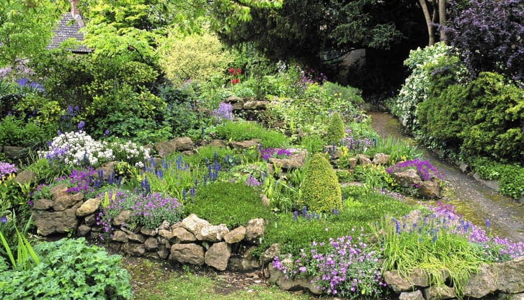 Petit jardin de rocaille au printemps, bordE d'un muret de pierres sËches non appareillEes. Ajuga, Corydalis, aubriËtes, muscaris, Iberis, jacinthes sauvages. SLOWA KLUCZOWE: Beetbegrenzung Corydalis felsig Fr´hling Fr´hlingsgarten Garten Glockenblume Hyazinthe Lerchensporn Stein Steingarten Trockenstein Trockensteinmauer Ziergarten