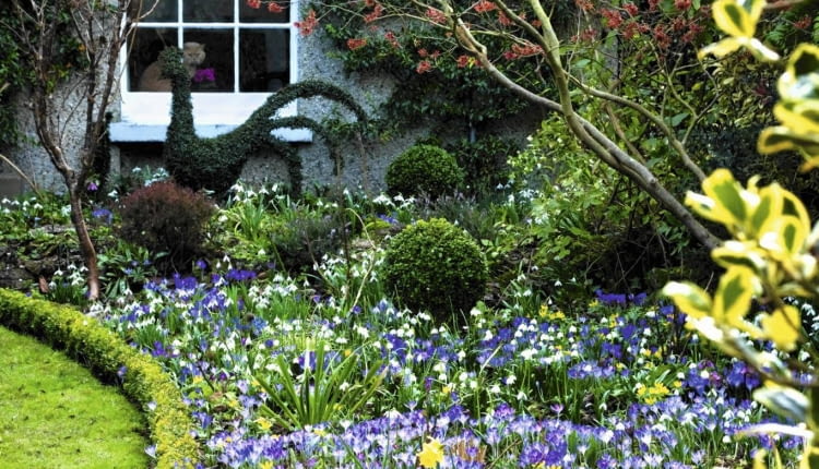 Crocus tommasinianus, Eranthis hyemalis, Leucojum vernum, and Hamamelis x intermedia 'Jelena' in winter border with Buxus- Box lawn edging. The Crossing House, Shepreth, Cambridge SLOWA KLUCZOWE: selective focus pale white bright purple yellow mauve flowers plant combinations winter drifts colourful flowerbeds beds borders Mixed Planting