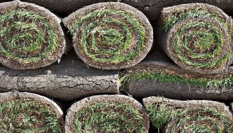 1. Rolki darni przechowujmy w cieniu, w stosach złożonych z min. 5 warstw. Gdy jest ciepło i wilgotno nie mogą być zwinięte dłużej niż dobę, gdyż się zaparzą.