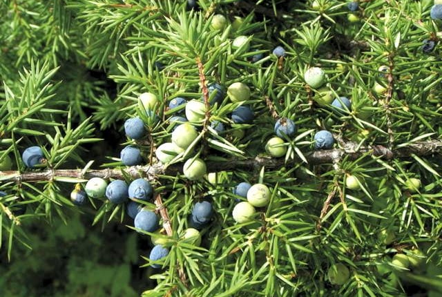 Jagody jałowca pospolitego dojrzewają w ciągu dwóch, trzech lat i nabierają granatowoczarnej, przydymionej barwy