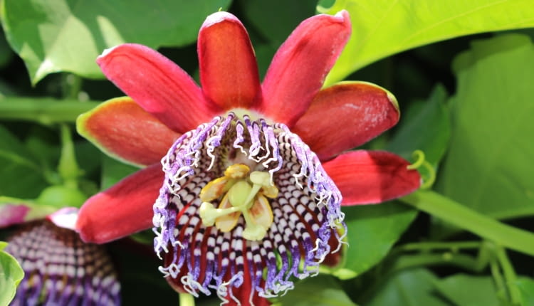 Passiflora Quadrangularis
