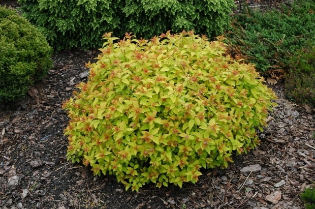 Tawuła japońska 'Goldflame'. Krzewy ozdobne