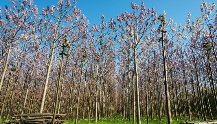 Paulownia omszona