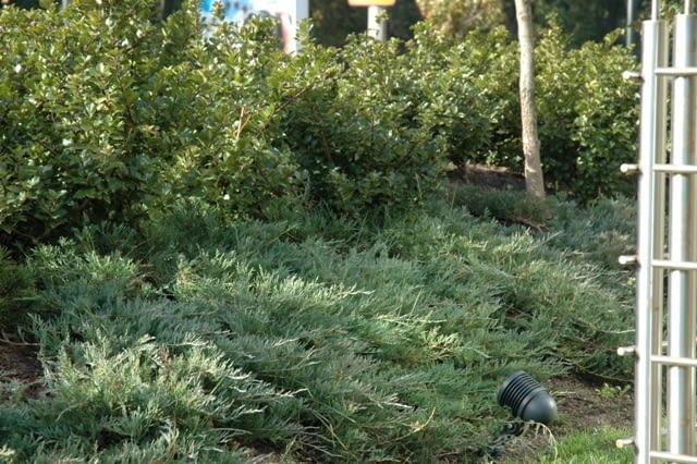 Jałowiec płożący (Juniperus horizontalis) 'Andorra Compact'