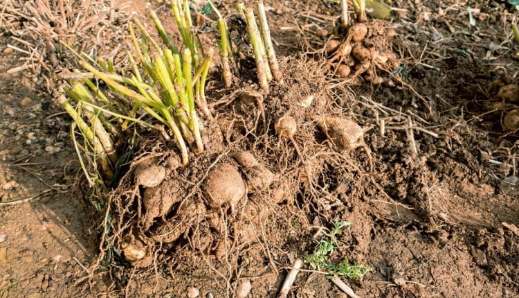 Wykopywanie bulw dalii