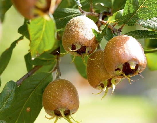 Rdzawozłote owoce nieszpułki zachwyciły swoją urodą holenderskiego malarza XVII wieku Adriaena Coorte.