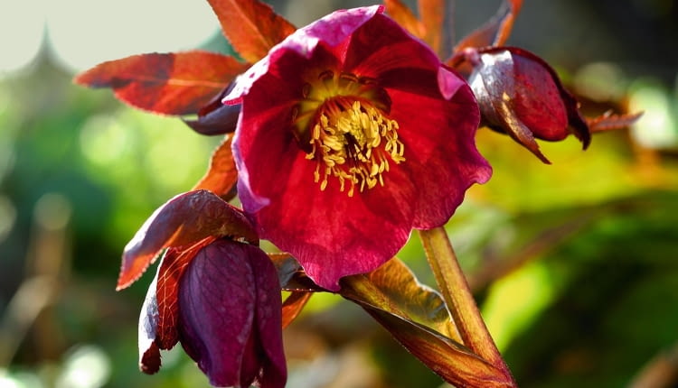 CIEMIERNIK CZERWONAWY (H. purpurascens) tworzy kępy o wysokości ok. 50 cm. Kwitnie od lutego do kwietnia.