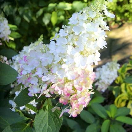 21.08.2009 KONSKOWOLA SZKOLKA OGRODNICZA JULIAN I GRZEGORZ KUROWSCY , KUROWSKI DLA MIESIECZNIKA OGRODY