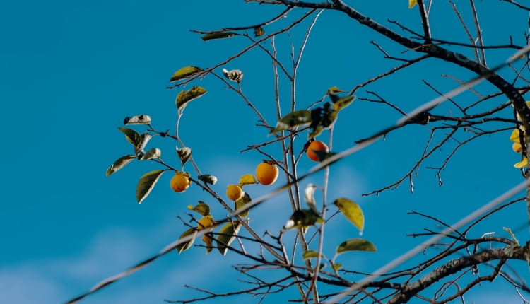 Diospyros virginiana