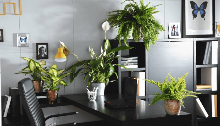 10.12.2009 WARSZAWA , SESJA KWIATY WE WNETRZU , ROSLINY DONICZKOWE : DIFENBACHIA ( DIFFENBACHIA ) ' CAMILLA ' , SKRZYDLOKWIAT ( SPATHIPHYLLUM ) , NA GORZE , PAPROC - NEFROLEPIS WYNIOSLY ( NEPHROLEPIS EXALTATA ) ' SONATA ' , PONIZEJ NEFROLEPIS WYNIOSLY ( N. EXALTATA ) ' CORDITAS ' STYLIZACJA MAGDA OLSZEWSKA DLA CZASOPISMA KWIETNIK OGRODY FOT. ARKADIUSZ SCICHOCKI / AGENCJA GAZETA PUBLIKACJA KWIETNIK NR 5 (185) - 5 2010 SLOWA KLUCZOWE: WNERZE ROSLINA ZDJĘCIE DO WKŁADKI: PUBLIKACJA KWIETNIK NR 5 (185) - CZASOPISMA