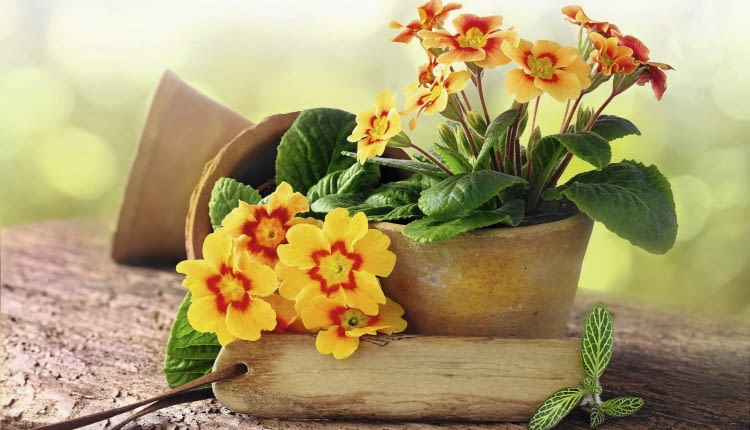 Pierwiosnkom, które maja stać na zewnątrz pojedynczo, zmieńmy torf na ziemie balkonowa, a ich plastikową doniczkę wstawmy do ceramicznej oslonki