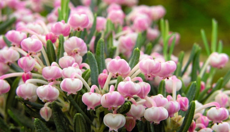 SAMSUNG DIGITAL CAMERA SLOWA KLUCZOWE: kwiat