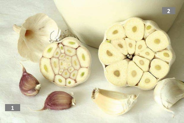 ROSLINY PRZYPRAWY CZOSNEK ALLIUM FOT. JAROSLAW PRZYBYL PUBLIKACJA OGRODY NR 4 (96) - 4 2007 SLOWA KLUCZOWE: ROSLINY KWIATY ZDJ?CIE DO WK?ADKI: PUBLIKACJA OGRODY NR 4 (96) - CZASOPISMA