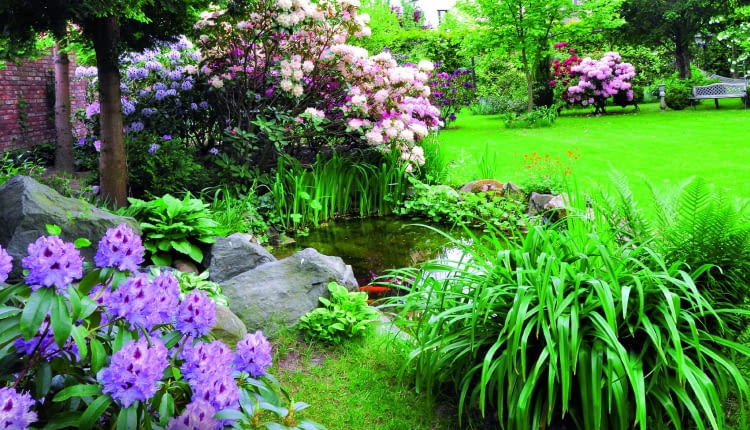 Rododendron "Blue Peter" - na pierwszym planie, za oczkiem wodnym - "Calsap" i "Lachsgold".