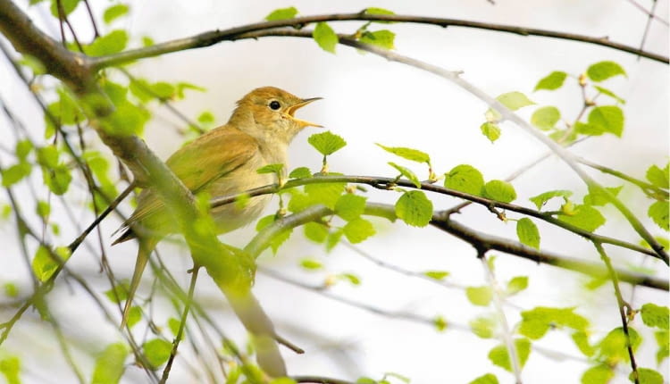 ONE TIME USE ONLY DO JEDNORAZOWEGO UZYCIA PTAKI - SLOWIK RDZAWY LUSCINIA MEGARHYNCHOS FOT. MARCIN KARETTA PUBLIKACJA OGRODY NR 6 (110) - 6 2008 SLOWA KLUCZOWE: PTAKI