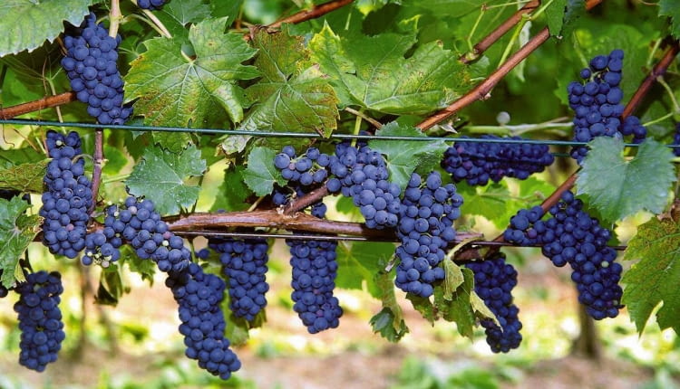 WINOROSL VITIS MERECHAL FOCH WINOGRONA WINOGRONO PNACZE FOT. ROMAN MYSLIWIEC ODBITKA PUBLIKACJA OGRODY NR 10 (78) - 10.2005 SLOWA KLUCZOWE: ROSLINY OWOCE