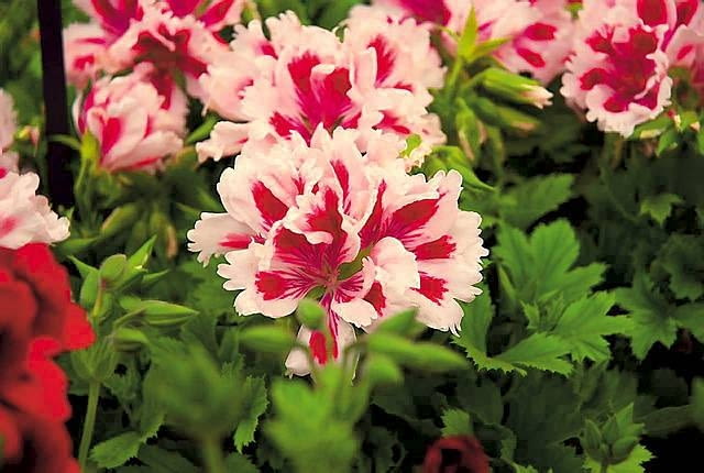 Pelargonia wielkokwiatowa. Szeroko rozpościera pędy, dorastając do 60-80 cm. Kwiaty są jedno- lub dwubarwne, białe, różowe, czerwone