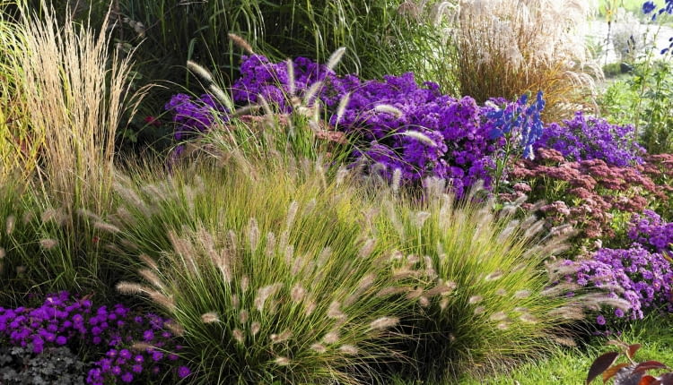 Herbstbeet mit Gr sern : Pennisetum compressum 'Hameln' ( Federborstengras ), Aster ( Herbstastern ), Sedum telephium 'Herbstfreude' ( Fetthenne ), Miscanthus ( Chinaschilf ), Aconitum ( Eisenhut ) 61046824, 61046825 SLOWA KLUCZOWE: msgnp11 000 Garten draussen quer Herbst Beet Stauden Gr ser pink blau purpur