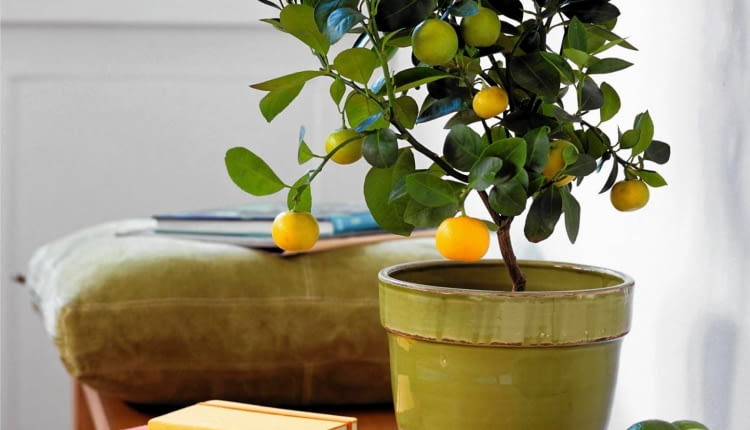 Drzewko owocowe w doniczce