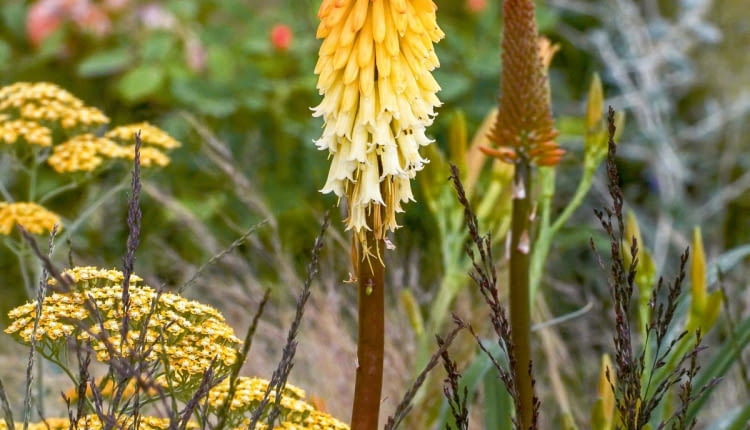Nostalgiczny nastrój tej kompozycji tworzy trytoma (Kniphofia) 'Painted Lady' otoczona krwawniakmi o żółtych baldachach i kłosami traw.