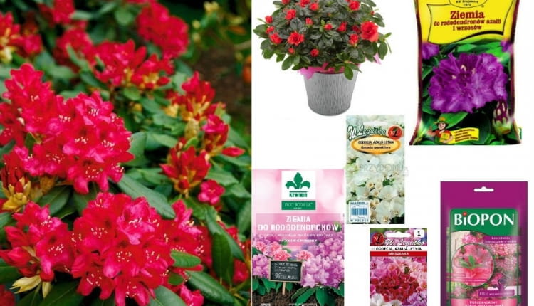 nasiona oraz ziemia do rododendronów