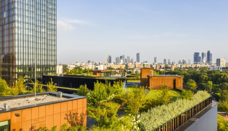 Zielony Taras Forest