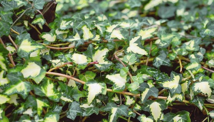 ROSLINA PNACZE BLUSZCZ POSPOLITY HEDERA HELIX ODMIANA ' GOLDHEART ' FOT. LILIANNA SOKOLOWSKA PUBLIKACJA OGRODY NR 1 (105) - 1 2008 SLOWA KLUCZOWE: ROSLINY