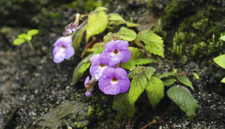 Achimenes pyrophaea SLOWA KLUCZOWE: gesneriowate Rozmyte Średnia jakość