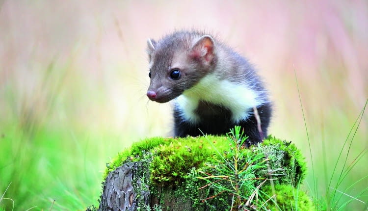 Kuny są wszędobylskie, ciekawskie i towarzyskie. Co niestety oznacza, że za jednym osobnikiem pod nasz dach mogą trafić kolejne