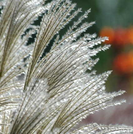 Miskant chiński (Miscanthus sinensis) 'Silberfeder'