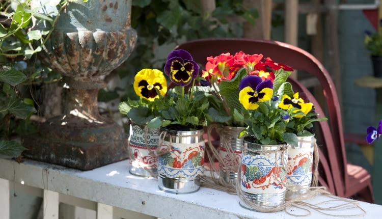 Bratki na balkonie. Kompozycje