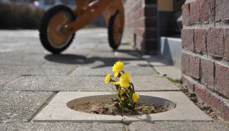 Projekt pt. 'Living Pavement'