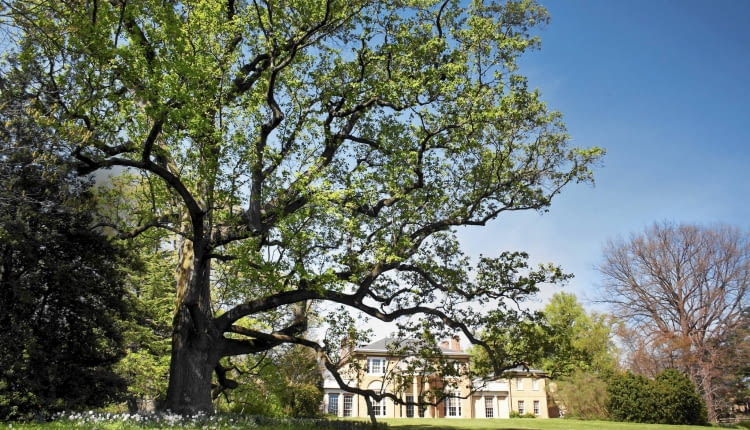 BF1WKM The 200-year-old ?Millennium Landmark Tree? tulip poplar on the south lawn of Tudor Place, Washington, DC. SLOWA KLUCZOWE: tulip poplar Liriodendron tulipifera Tudor Place American history historic 200 year years old outdoors daytime seasonal early spring horizontal nobody Tudor Place Historic House and Garden Georgetown Washington DC United States of America USA US zm 2 lc 0
