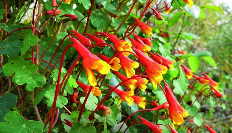 Nasturcja bulwiasta (Tropaeolum tuberosum) Jej wiotkie pędy dorastają do ok. 2 m długości i pną się po podporach lub płożą po ziemi. Zdobią je ładnie powcinane liście, a od drugiej połowy lata nieduże czerwono-pomarańczowe kwiaty wyrastające na czerwonych sztywnych łodyżkach. Rośliny dobrze się czują w słońcu lub półcieniu. Tworzą grube bulwiaste korzenie, które można przechować przez zimę w chłodnym pomieszczeniu. Są one jadalne, ale niezbyt smaczne.