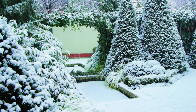 Śnieg otula zimozielone drzewa i krzewy, chroniąc je przed mrozem. Jednak czasem biegam z miotłą i jego czapy delikatnie strząsam, by rośliny pod ich ciężarem nie rozłamały się lub nie odkształciły.