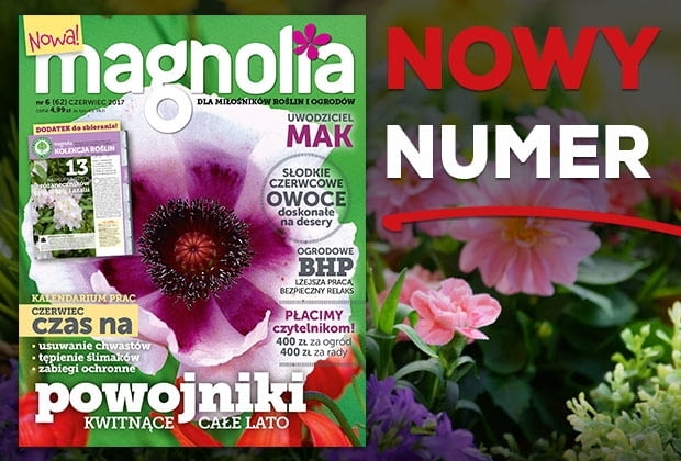 Magazyn Magnolia