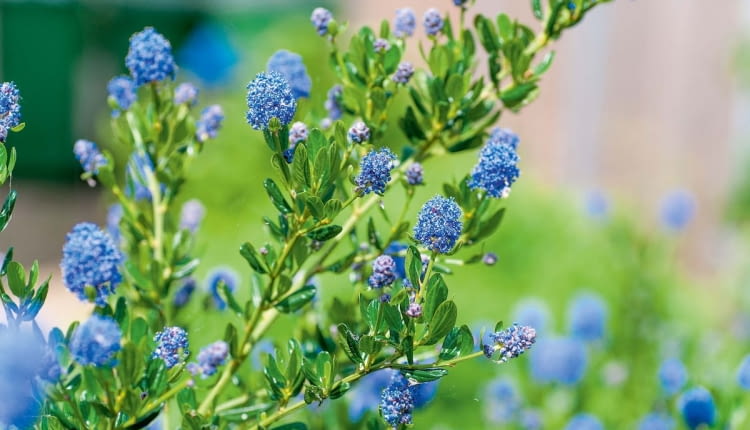 Prusznik krzewiasty (Ceanothus delilianus)
