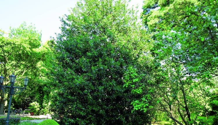 Regularnie przycinane okazy ostrokrzewu kolczastego przez cały rok zdobią parki i ogrody zwartym efektownym pokrojem i barwami listków.