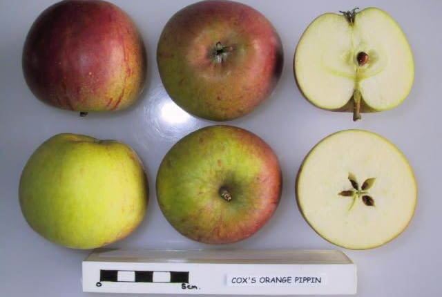 Jabłoń Koksa Pomarańczowa