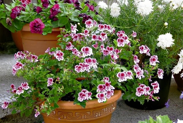 Pelargonia angielska