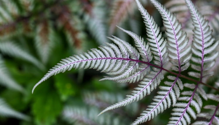 Rośliny o kolorowych liściach. Paprocie Wietlice japońskie