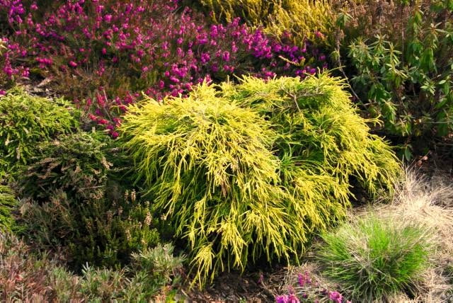 Cyprysik groszkowy 'Sungold' przybiera postać nieregularnej niskiej kopułki. Ma nitkowate zwisające pędy.