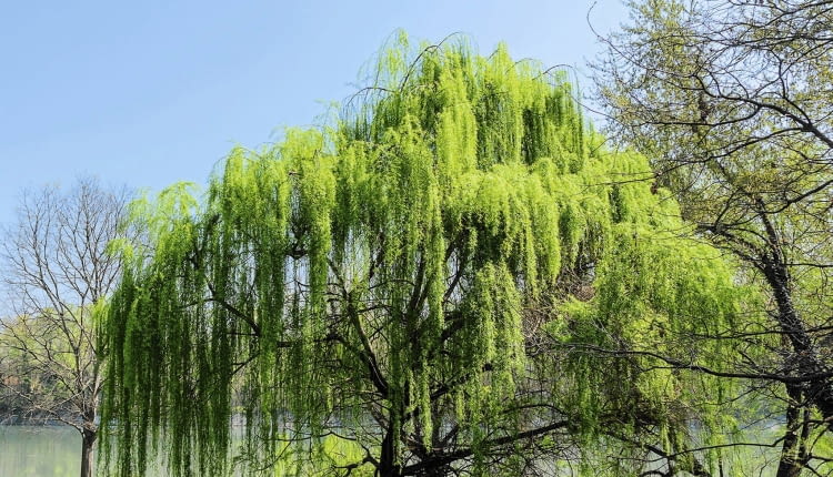 Wierzba płacząca